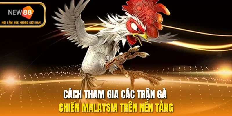 Cách tham gia các trận gà chiến Malaysia trên nền tảng
