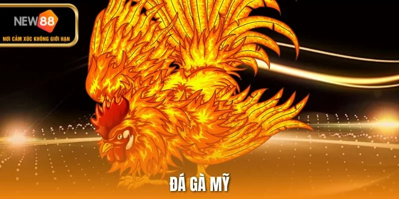 Đá gà Mỹ