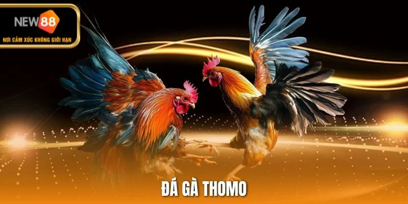 Đá gà thomo